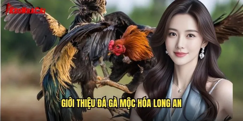 Đá Gà Mộc Hóa Nổi Tiếng - Sân Chơi Kèo Nhà Cái 1 Giới Thiệu Đá Gà Mộc Hóa Long An